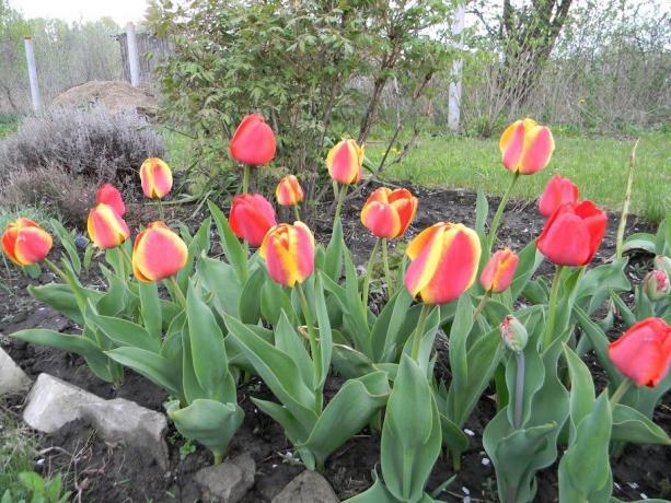 Páči sa vám dvojfarebné tulipány?