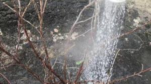 Zalievanie kríky v záhrade vriacej vody nenechá šancu škodcom