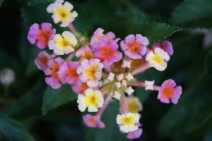 Lantana - starostlivosť doma