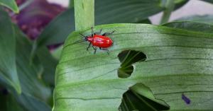 Aký druh red bug na ľalie a ako bojovať za záchranu kvety