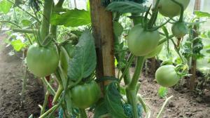 Správne prerezávať paradajok listy - zvýšenie výnosu o 2 krát