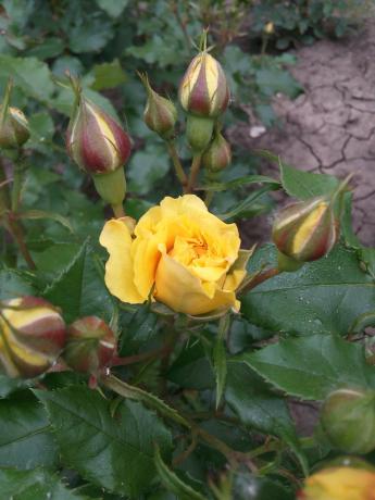Môj obľúbený žlté ruže v záhrade potrebuje prístrešie