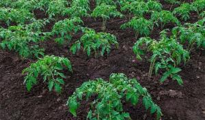 Ako môžeme urýchliť rast vysadených sadeníc paradajky a korením.