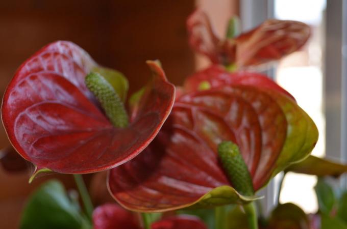 Môj šarlátový Anthurium - kvitnúce 2019! Foto autorom (y)