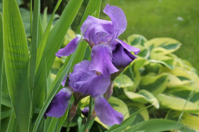 Iris vyzerá dobre na sólovú pristátie, a v kombinácii s inými jednoročných a viacročných kvetín. Ale vyzerá to najlepšie "skupina". Foto autorom (y)