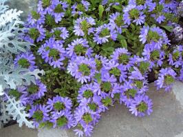 Strange jednoročný burinu s kvetinou-fan: prekvapenie a zdobí záhradu od mája do septembra