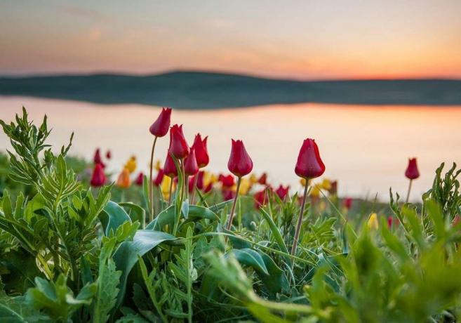 Kvitnúce divoké tulipány v Kazachstane