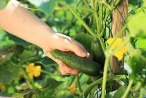 Rastúce uhorky: 10 najčastejšie chyby záhradník