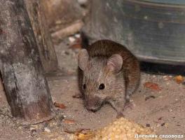 Ako sa zbaviť myší a potkanov v SR