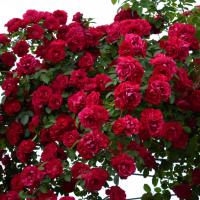Výsadba lezenie ruže na záhrade vytvoriť krásu