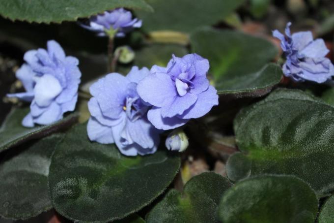 Fialky (Saintpaulia uzambarskie) - krásne a jemné kvety rodiny Gesneriaceae