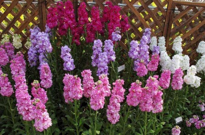 zobraziť: http://alena-flowers.ru. Levkoy froté sivá. Iné druhy s menej krásnymi kvetmi sa nazýva "divoká orchidea" pre jasnú vôňu po západe slnka