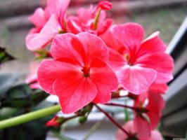 6 krásne a trvalky kvety (časť 2)