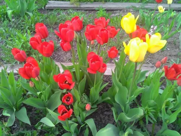 Dnes sa pestuje okolo 2000 odrôd tulipánov