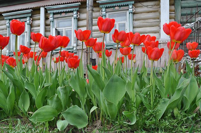 Červené tulipány - nestarnúci klasiky Russian Kvetinová. Foto: fotoload.ru