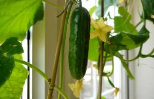 Zimné uhorky: Ako pestovať na okennom parapete bohatá úroda