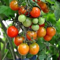 Peroxid vodíka - obliekanie pre paradajky