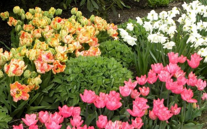 Chic Jarná záhon. A tulipány a narcisy. Páči sa vám to?