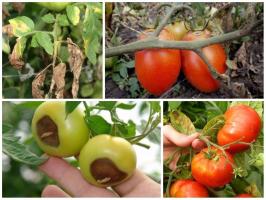 Bitka o úrode: pochúťka paradajky správne