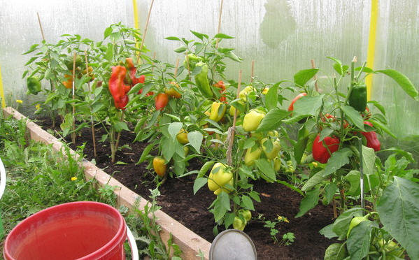Rastúce paprika v skleníku. Fotografie z green-color.ru