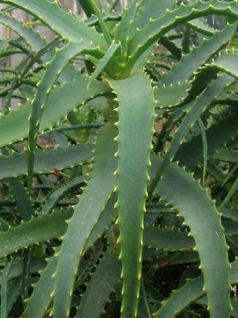 Aloe arborescens - populárne vnútorné kvetinárstvo