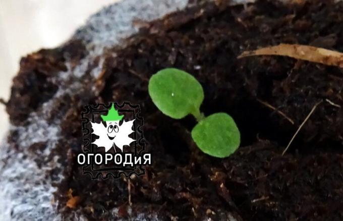 Petunia vzrástol v rašeliny tablete zrnitého semena
