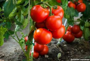 V prípade paradajok nenastavíte ovocie