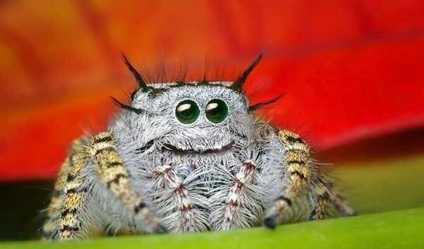 nejlaskavější spider