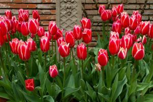 Je to možné pestovať tulipány na jar? Keď kvitnú?