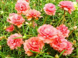 Dar z nebies pre lenivé letné rezidenta: jasný kvety celé leto bez zálievky (a doslova)