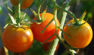 Prečo paradajky obliekania bor. pripraví sa roztok
