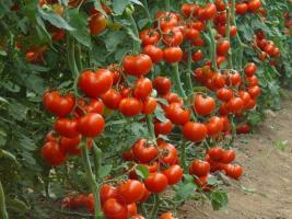 Hnojenie kvasiniek k zvýšeniu výťažku uhorky a paradajky