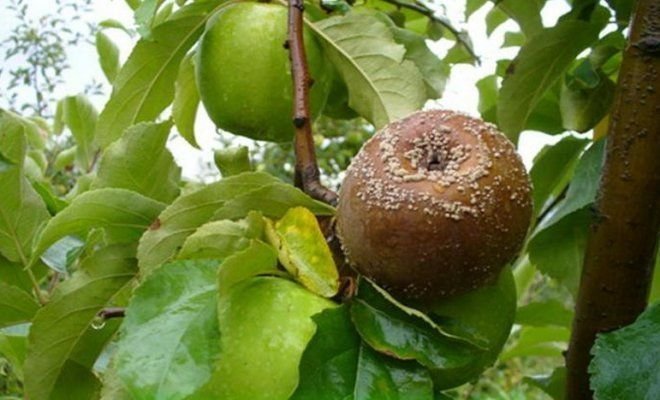 Ovocie hniť na jablko (ilustrácie k článku prijatých od Yandex. obrázkov)