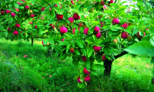 Škodcovia jablko, jahody, sliviek, ríbezlí. Sprej preskúmanie lieku «Decis Profi»