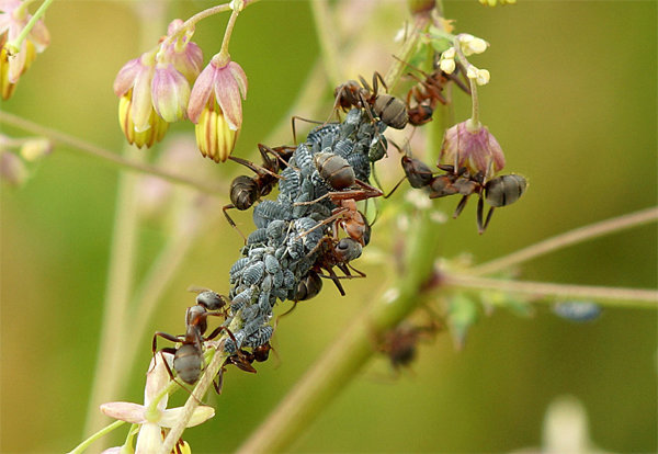 Vošky a mravce - častými spoločníkmi navzájom! Foto k článku prevzaté z voľného prístupu k internetu.