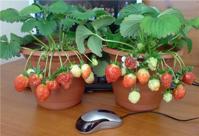 Príklad črepníkové jahody. Fotografie pre publikáciu sú prevzaté z internetu