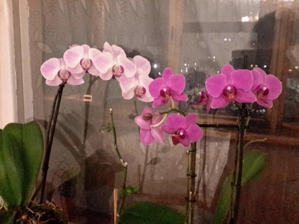 Časť mojej kolekcie Phalaenopsis v byte. Aj kúpať im zaplávať!