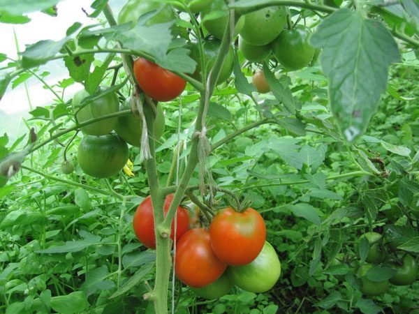 Nalieva paradajky v skleníku. Fotografie v článku z internetu