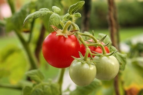 Zimné paradajky ideálny na šaláty, ale zle udržiavaný. Je lepšie, aby bezodkladne predložila k stolu - chuť a vôňa skvele!