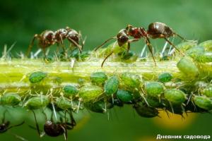 Ako sa zbaviť mravcov s jódom