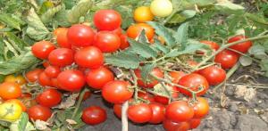 Najlepšie odrody paradajok nedosahujúce pre pestovanie v otvorenom poli.