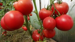 Umelé opelenie paradajok môže zvýšiť výťažok o 2 krát