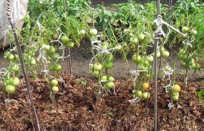 Príklad mulčovanie trávy suché paradajka lôžkami (foto z internetu)