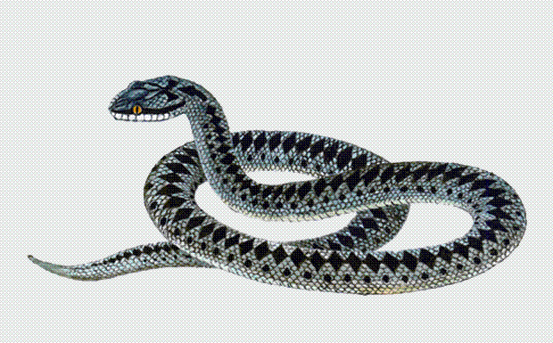 V zmija vertikálne žiaka, z hada - kolesá
