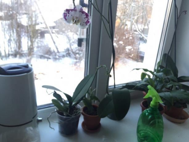 Na tomto parapete Aj zhromažďujú rastlín, najviac náročné vlhkosti: orchidey a Spathiphyllum. Vybrala som si ich do kuchyne, pretože táto miestnosť je zvyčajne najvyššia teplota a vlhkosť