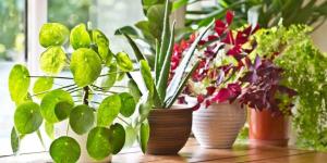 7 chýb, ktoré urobíte v starostlivosti o svoje rastliny, bez toho by to vedeli