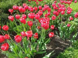 5 časté chyby pri pestovaní tulipánov, ktoré umožňujú 50% pestovateľov