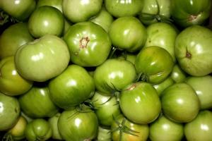 Môžem zbierať zelené paradajky, a ľahol si na ich dozrievania.