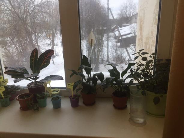 Črepníkové rastliny na parapete v mojej spálni. Tri z nich sa čoskoro rozlúčiť!