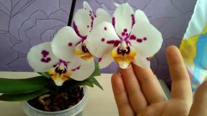 Je možné, aby v dome orchidea